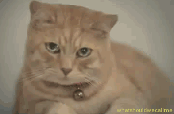 catIsSad