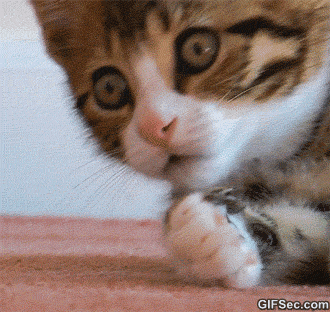 catsShock